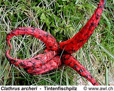 /dateien/77210,1312530821,tintenfischpilz