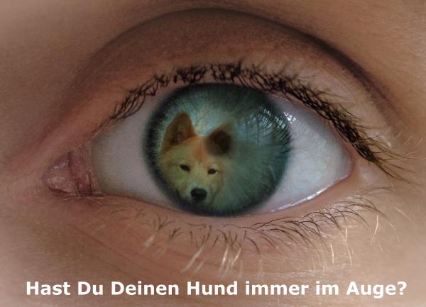 /dateien/81840,1322998877,Hundeauge