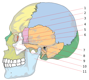 /dateien/85422,1395829337,Human skull side bones numbered.svg1