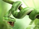 /dateien/am45578,1264716482,3danimalssnake