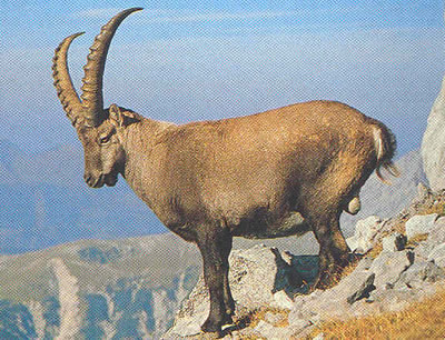 /dateien/gg1982,1260576024,alpen steinbock