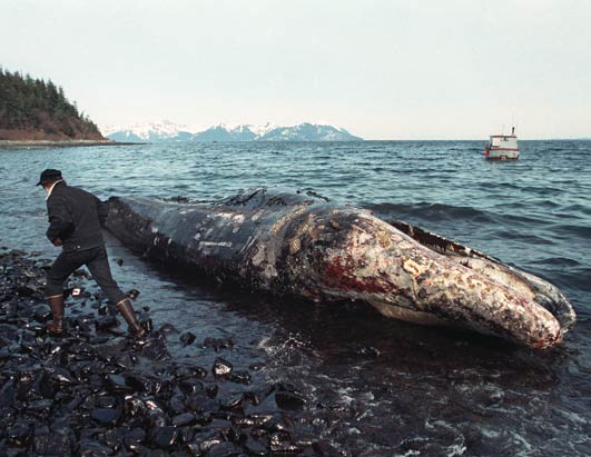 /dateien/gg34979,1260558268,exxon-valdez2