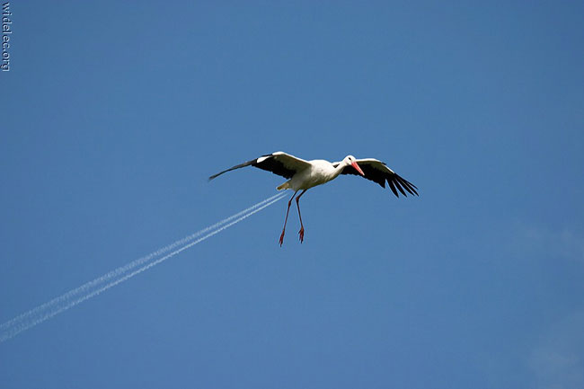 /dateien/gg3651,1245784840,stork contrail