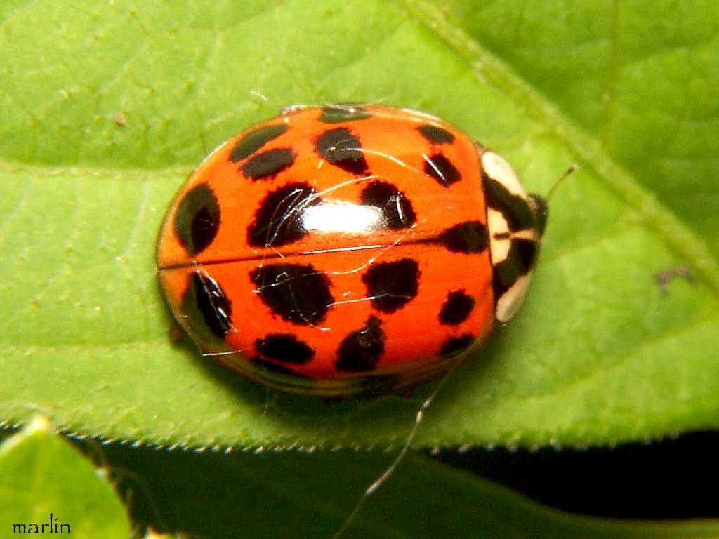 /dateien/gg47271,1224765474,Harmonia axyridis 001