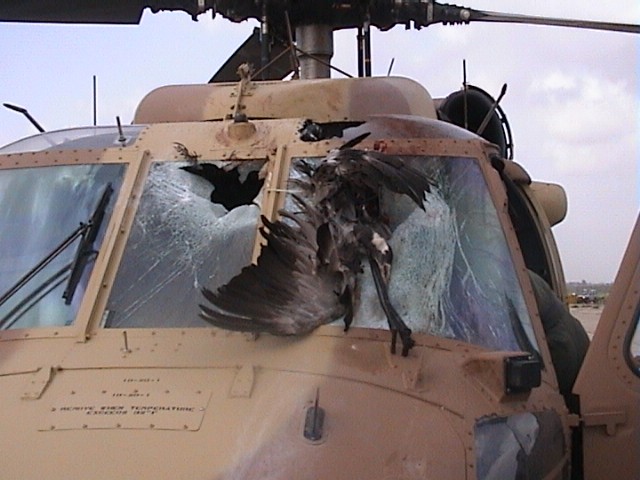 /dateien/gg48757,1293129615,IAF UH-60 after birds strike outside