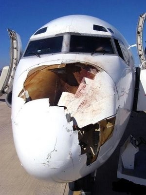 /dateien/gg48762,1288537557,bird strike