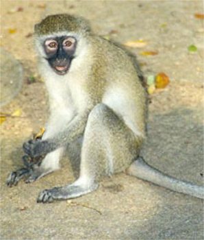 /dateien/gg65916,1284638335,cercopithecus aethiops