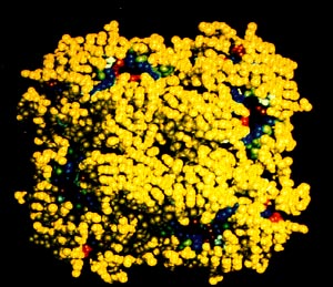 /dateien/gw20061,1134599682,NeuraminidaseTetramer