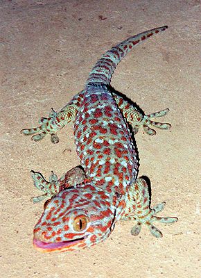 /dateien/gw25697,1203562875,290px-Tokay Gecko