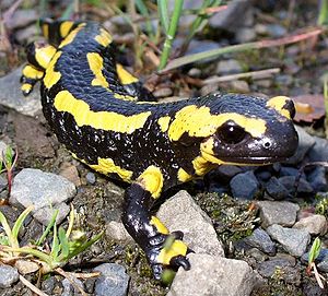 /dateien/gw25697,1203562875,300px-Feuer Salamander 2