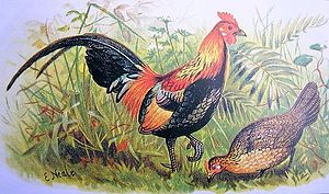 /dateien/gw25697,1203562875,300px-Red junglefowl hm