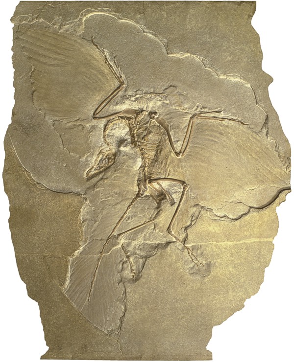/dateien/gw27593,1241371928,archaeopteryx