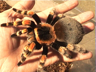 /dateien/gw37059,1181799847,smithi29