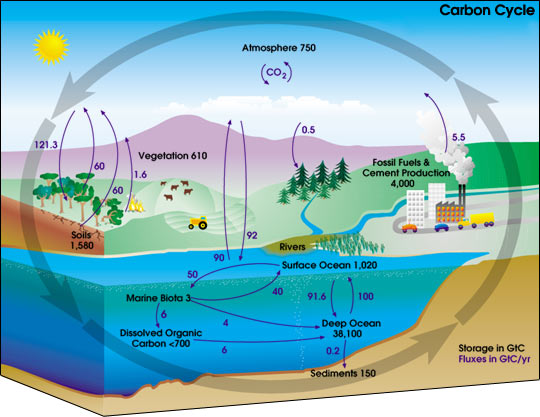 /dateien/gw40557,1194034747,Carbon cycle-cute diagram