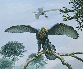 /dateien/gw49215,1234730110,archaeopteryx 350