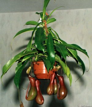 /dateien/gw49431,1235922735,thumbs nepenthes alata