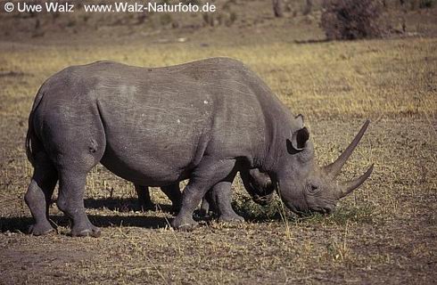 /dateien/gw5126,1204411745,mz00043-nashorn