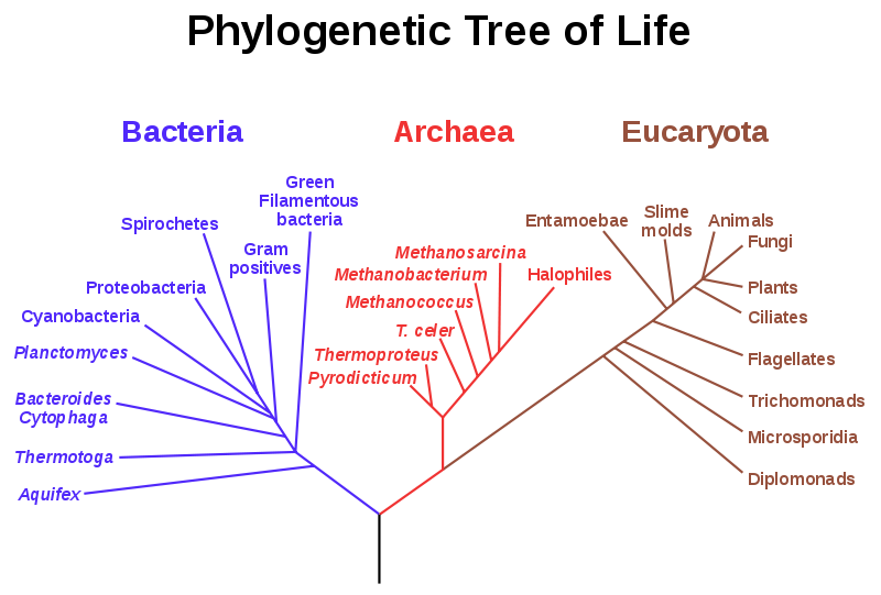 /dateien/gw57592,1258457840,800px-Phylogenetic tree.svg