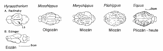 /dateien/gw61500,1269771177,brains