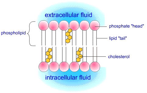 /dateien/gw63830,1278203652,phospholipid02