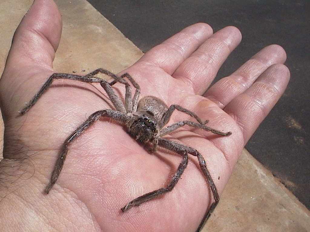 /dateien/it63664,1278320625,huntsman-spider