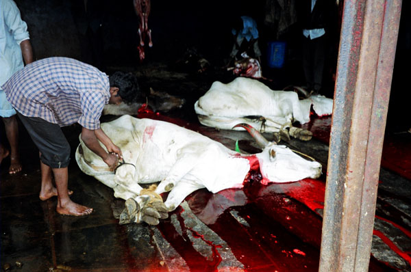 /dateien/mg12613,1253484617,Cow slaughter