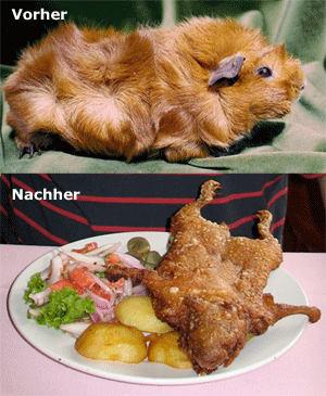 /dateien/mg12613,1253713671,meerschweinchen