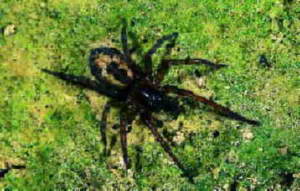 /dateien/mg24179,1174698381,finsterspinne