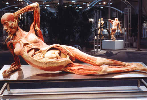 /dateien/mg31253,1242145291,plastinat2