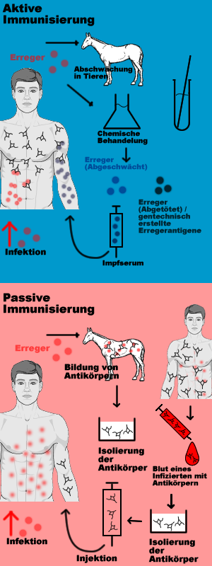 /dateien/mg32748,1255957450,Immunisierung export