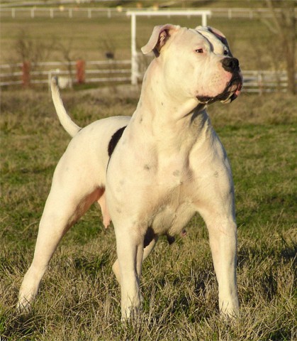 /dateien/mg33906,1268250171,American Bulldog Zena 1