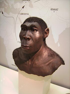 /dateien/mg35646,1218493167,280px-Homo erectus