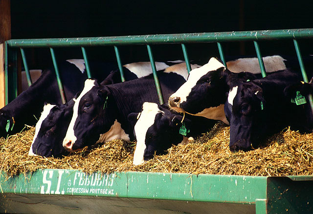 /dateien/mg37056,1257980684,Holstein dairy cows