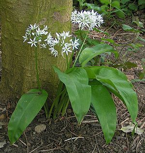 /dateien/mg38041,1207860833,300px-Ramsons 700