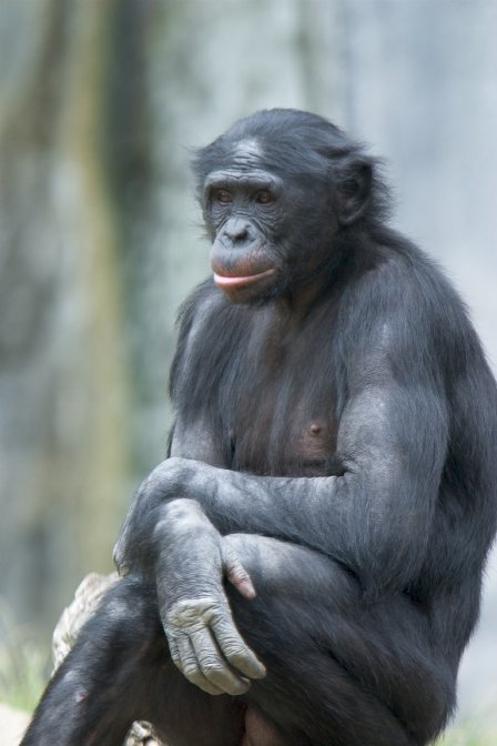 /dateien/mg38341,1227382945,Bonobo(davideppstein)