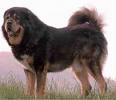 /dateien/mg38442,1186402489,W.TibetanMastiff