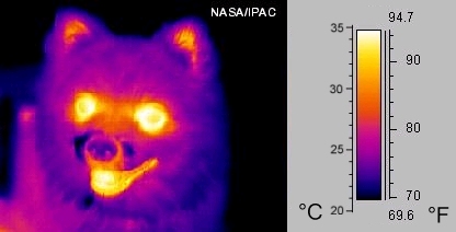 /dateien/mg39189,1191024996,Infrared dog