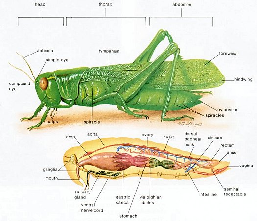 /dateien/mg43037,1219242941,I10-82-grasshopper