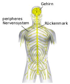 /dateien/mg5264,1257965896,nervensystem