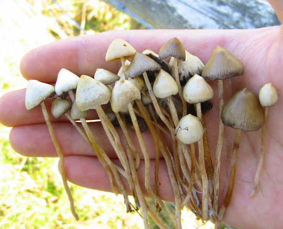 /dateien/mg54585,1245140512,Psilocybe semilanceata