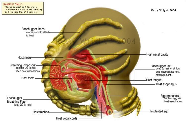 /dateien/mg57103,1272971067,Facehugger