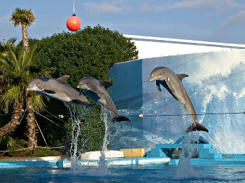 /dateien/mg58092,1259145121,delfinarium tuemmler syncron springen 350