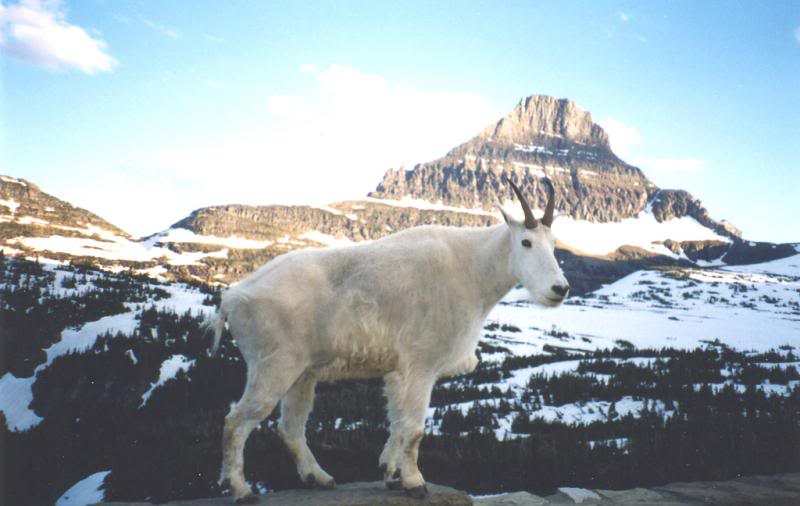 /dateien/mg58911,1261602321,Z-SqueakyMarmot-MountainGoat