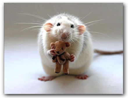 /dateien/mg61955,1271337494,rat-teddy