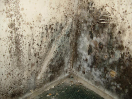 /dateien/mg63116,1275337686,wall-mold-photo