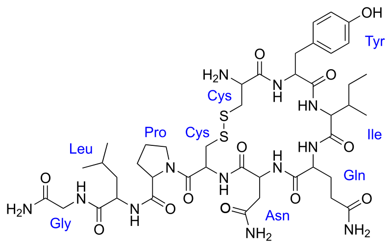 /dateien/mg9154,1295910404,800px-Oxytocin.svg