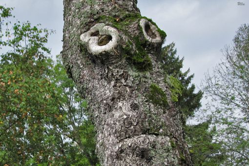 /dateien/mt11435,1277385662,Natur-Baum-Wald-gesicht-Fantasy-Baumstamm-Gesicht-510x510