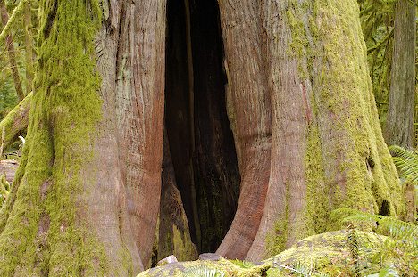 /dateien/mt11996,1220124042,alte-baeume-cathedral-grove 10266