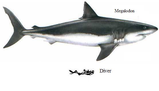 /dateien/mt13019,1252007309,Megalodon diver