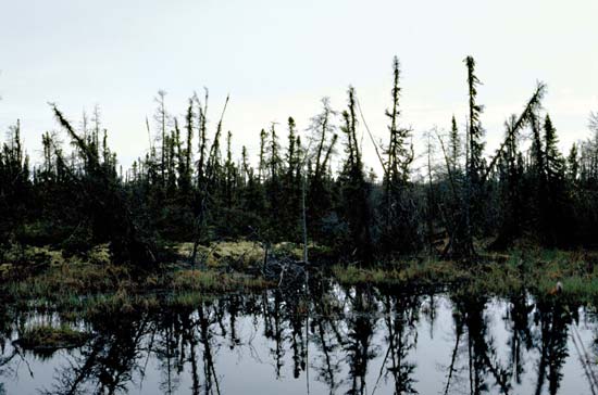 /dateien/mt15373,1254489725,permafrost-drunkforest